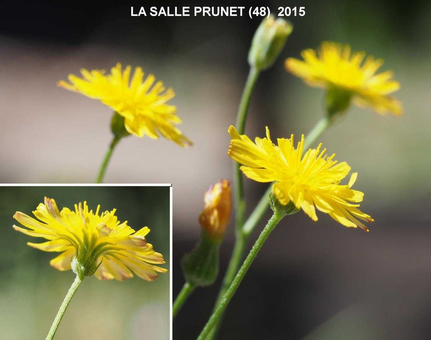 Hawk's-beard, Smooth flower